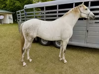 Cheval, Missouri foxtrotter — photo 1