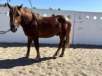 Cheval, Russian Heavy Draft — photo 4