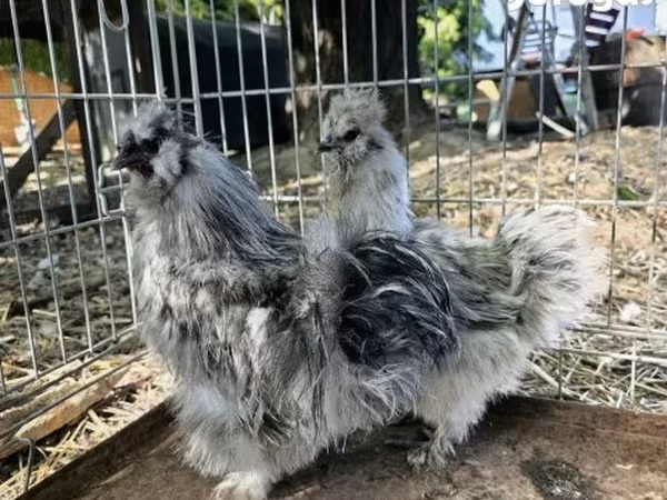 सिल्की