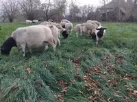 羊（ロット、性別未指定）, Dorper sheep — 写真 2
