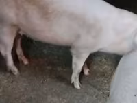 मादा सूअर, Ландрас — फ़ोटो 8