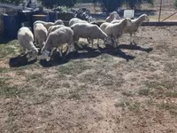 كبش, Ile-de-France sheep — الصورة 2