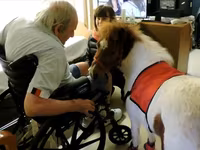 فرس, Miniature horse — الصورة 4