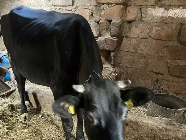 गाय, मवेशी