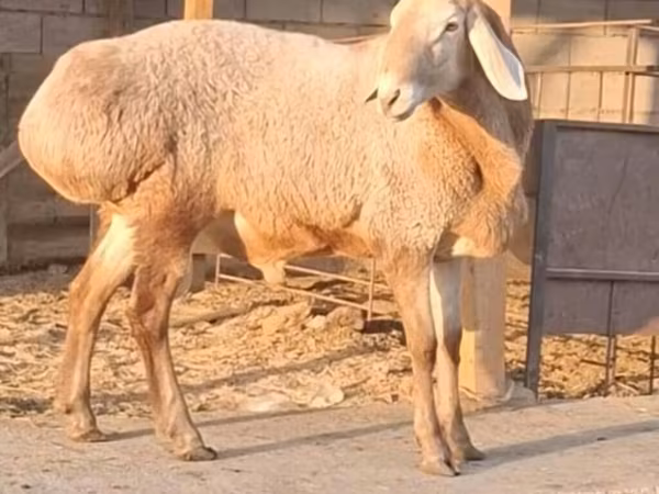 Widder, Hissar sheep