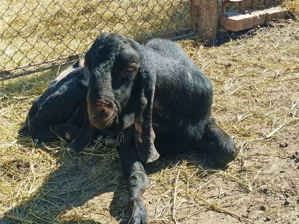 تيس, Kamori goats