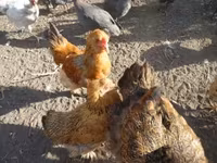 Chickens — Foto 2
