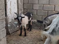 公山羊, LaMancha goats — 照片 1