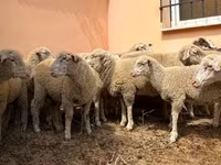 मेढ़ा, Ile-de-France sheep — फ़ोटो 1