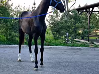 Caballo, Akhal-Teke — foto 4