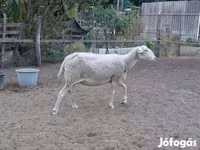 Oveja, Lacaune sheep — foto 3