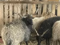 公羊, Racka sheep — 照片 5