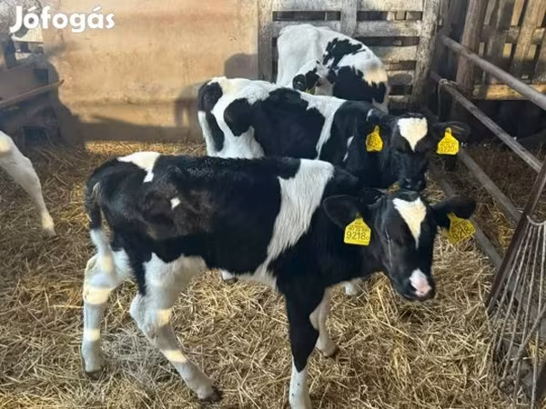 Býk, Russian Black pied cattle