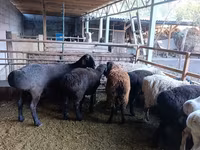 母羊, Rhon sheep — 照片 1