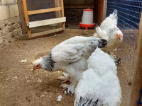 Brahma — photo 4
