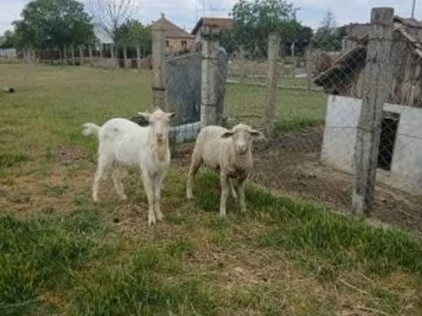 Beran, Merino sheep