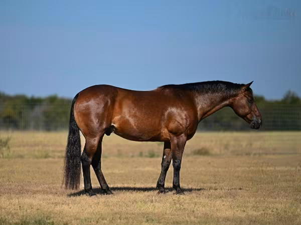 公马, Quarter Horse