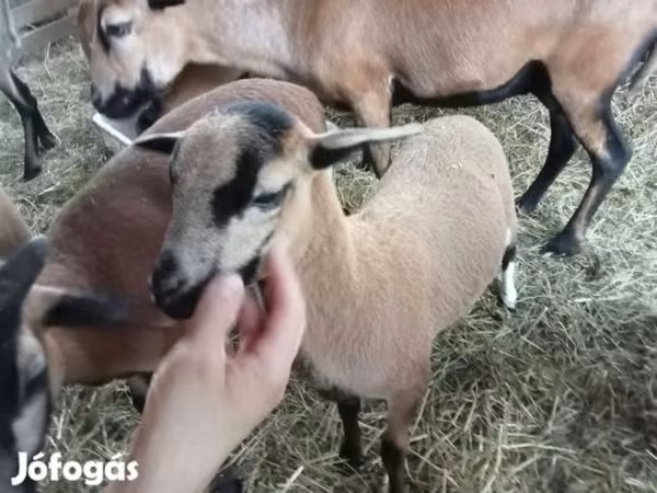 Schaf, Cameroon sheep