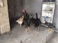 Chickens — Foto 8