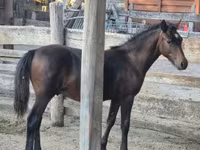 Horse (M), Welsh Cob — photo 7