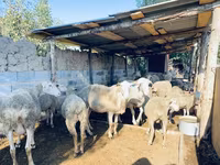 كبش, Merinoland sheep — الصورة 3