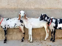 Goat, Beetal goats — photo 1