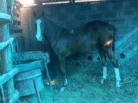 Horse (M), Russian Don — photo 1