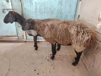 母羊, Sheep — 照片 4