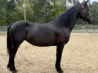 Yegua, Friesian — foto 3