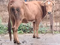 Vache, Bovins — photo 1