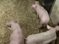Pigs (batch, sex not specified), Гипор — photo 2