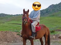 Caballo, Anglo-Arabian — foto 1