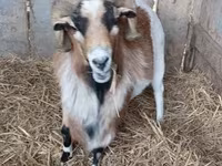 Ziegenbock, Ziegen — Foto 6