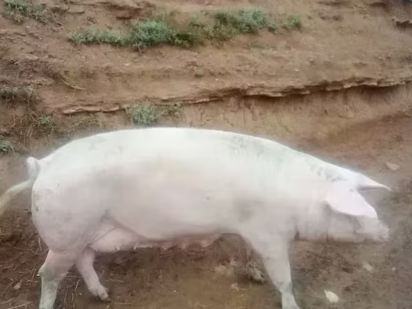 母猪, Крупная белая