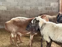 Bélier, Moutons — photo 4