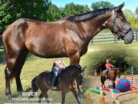 Caballo, Percheron — foto 1