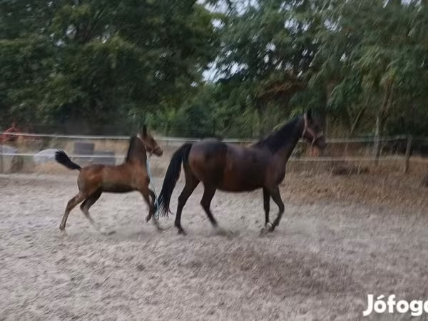 Mare, Lipizzaner