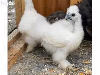 Silkie — foto 1