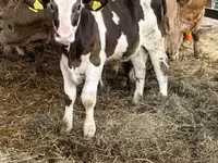 Bull, Russian Black pied cattle — photo 4