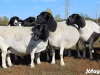 كبش, Dorper sheep — الصورة 4