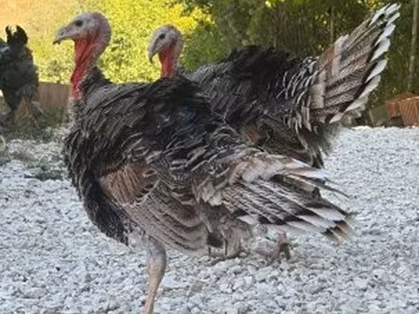 Turkeys
