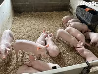Pigs (batch, sex not specified), Pigs — photo 8