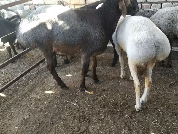 كبش, الأغنام