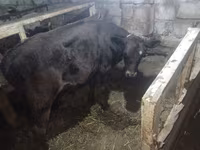 Bulle, Aberdeen-Angus — Foto 3