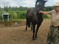 Stute, Međimurje horse — Foto 1