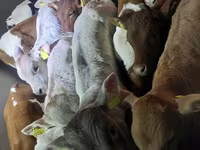 Taureau, Simmental cattle — photo 4