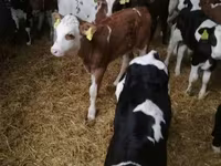 Taureau, Vache limousine — photo 6