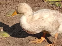 Canard musqué domestique — photo 2