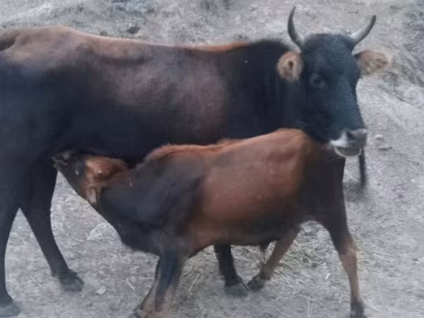 गाय, जंगली याक