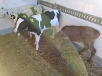 公牛, Russian Black pied cattle — 照片 2